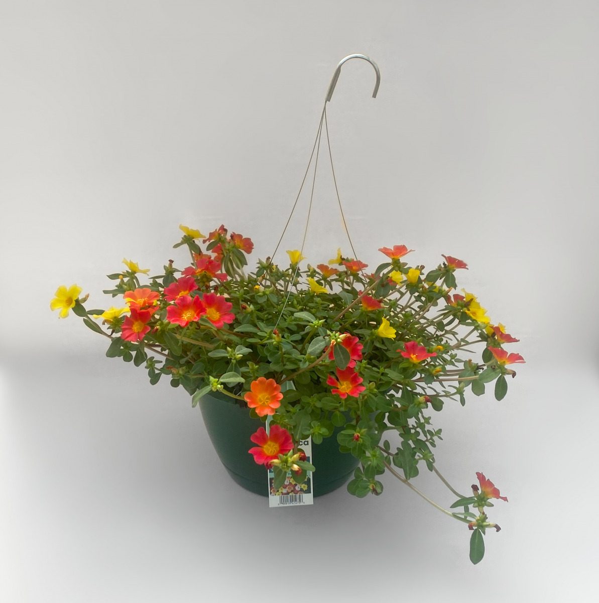 11371- Mix-Portulaca Pink/Ora/Yel