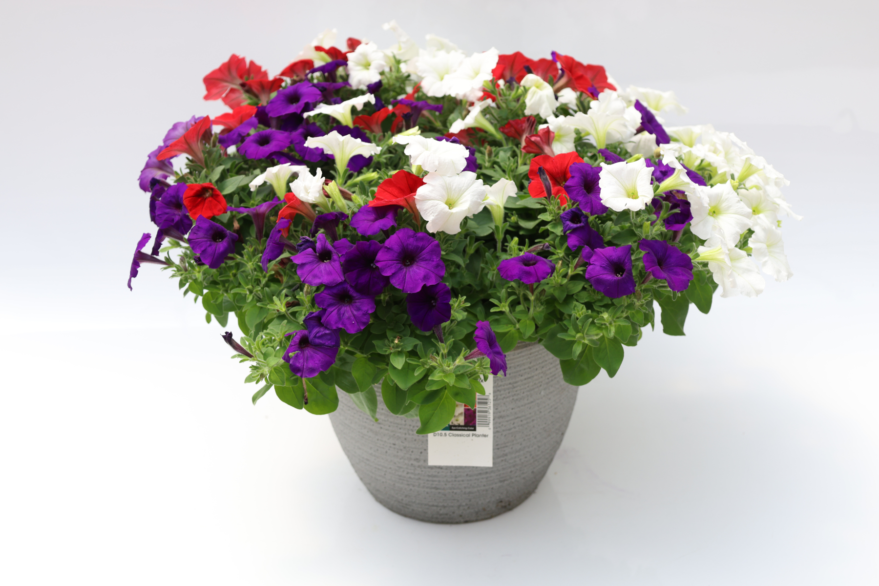 12527-Mix-Pet-EW-RedWhiteE3-Blue_PEWMIX105_3490_12527_3