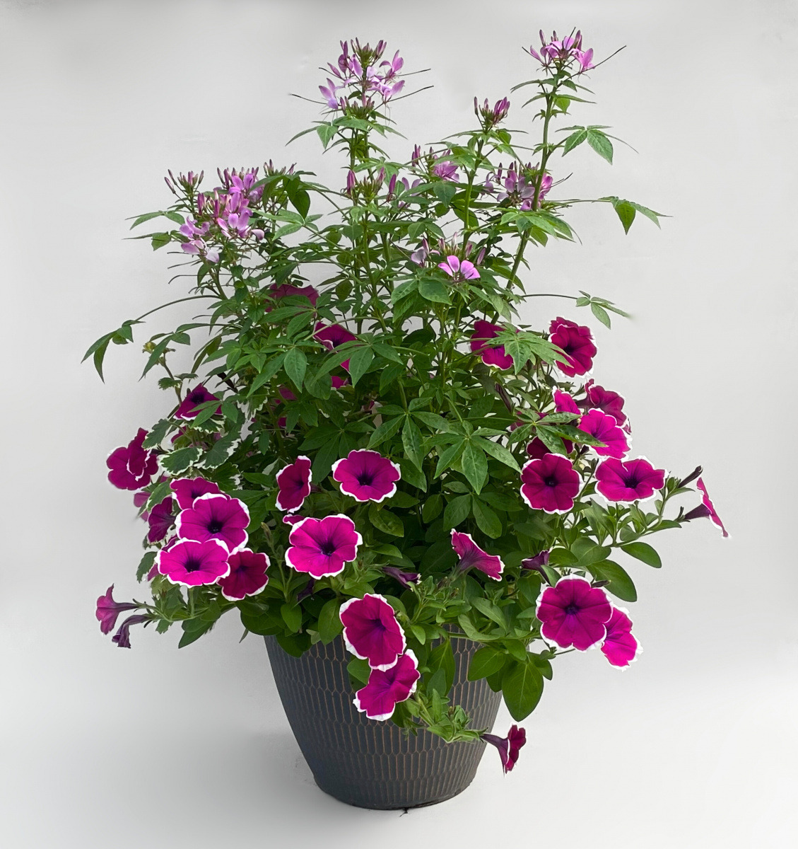12685 Cleome/Petunia/Plectranthus