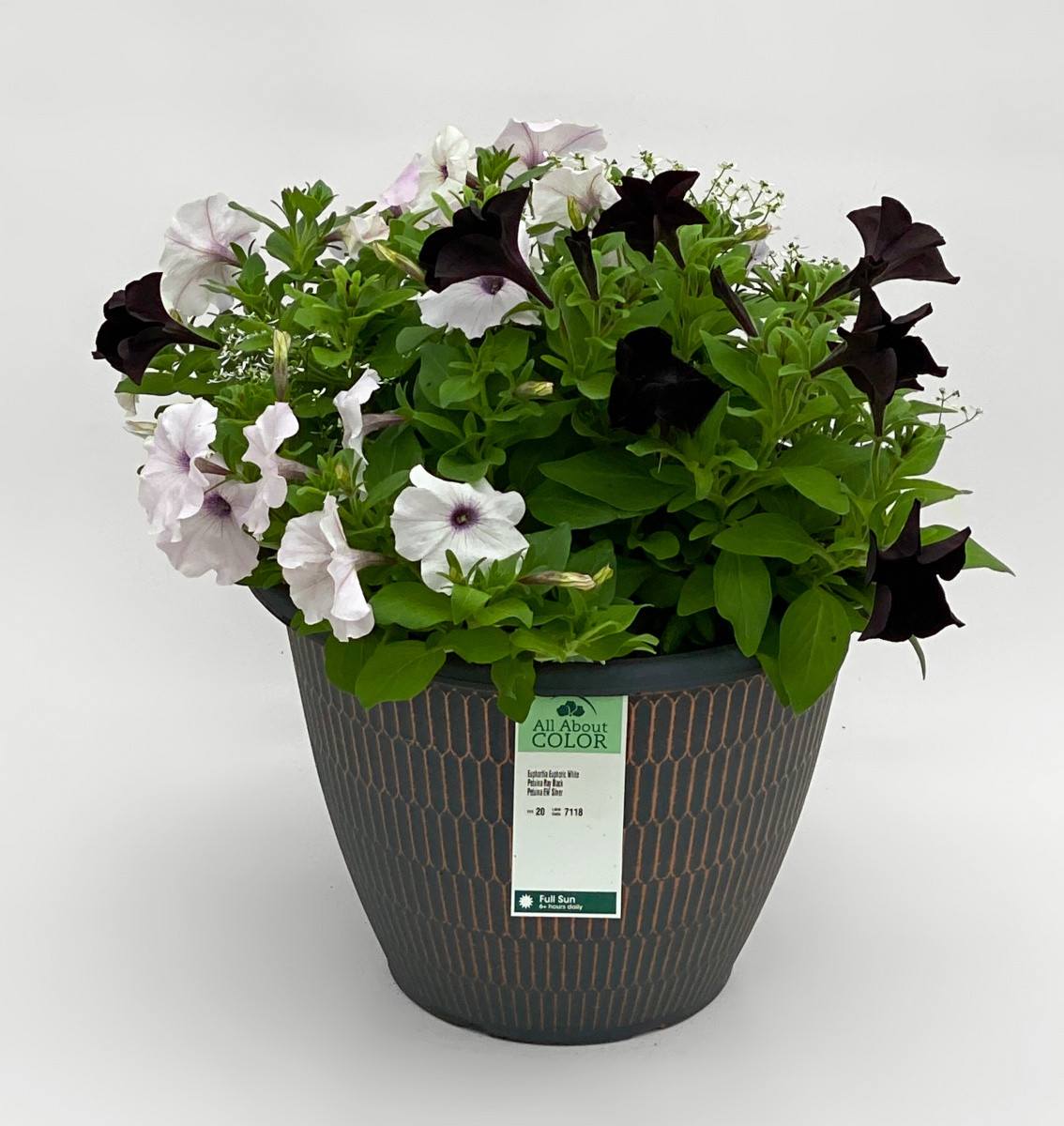 7118 Euphorbia/Petunia/Petunia Sun