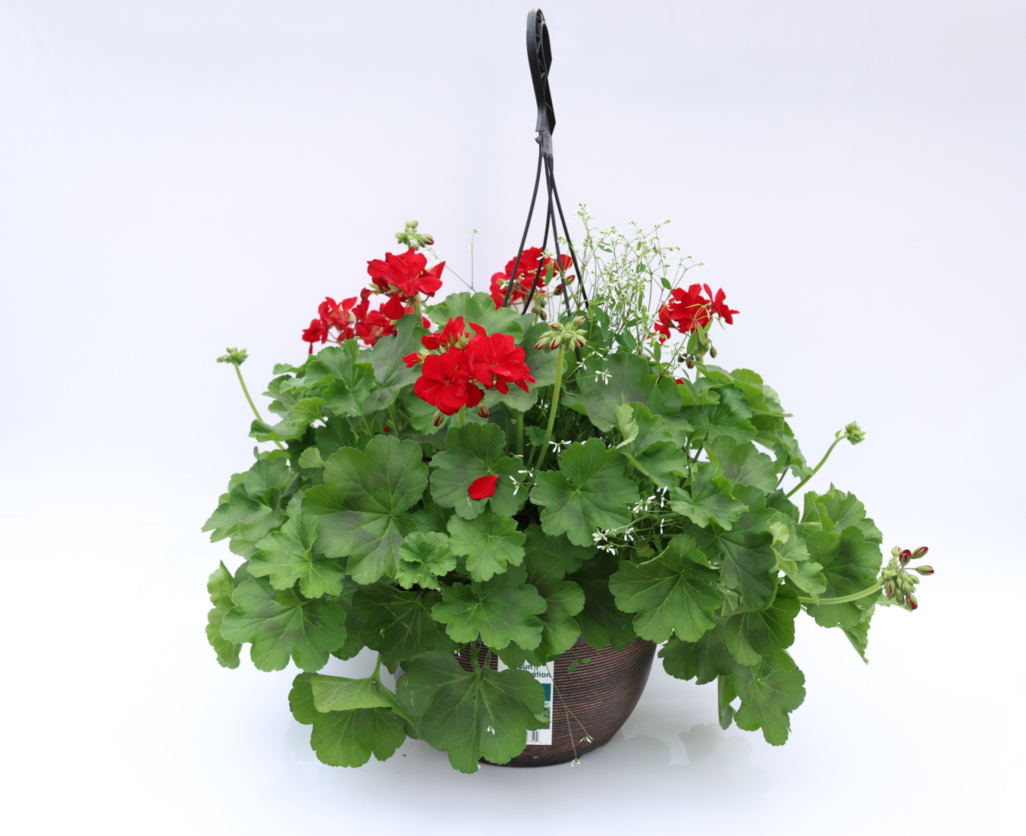 315-Calliope-GerEup_COM300130_4