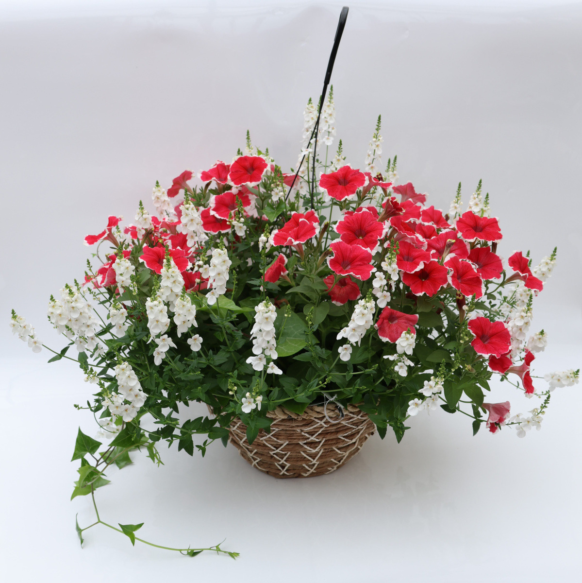3564-DiaIvyPet_COM100890_225A_3564_3
