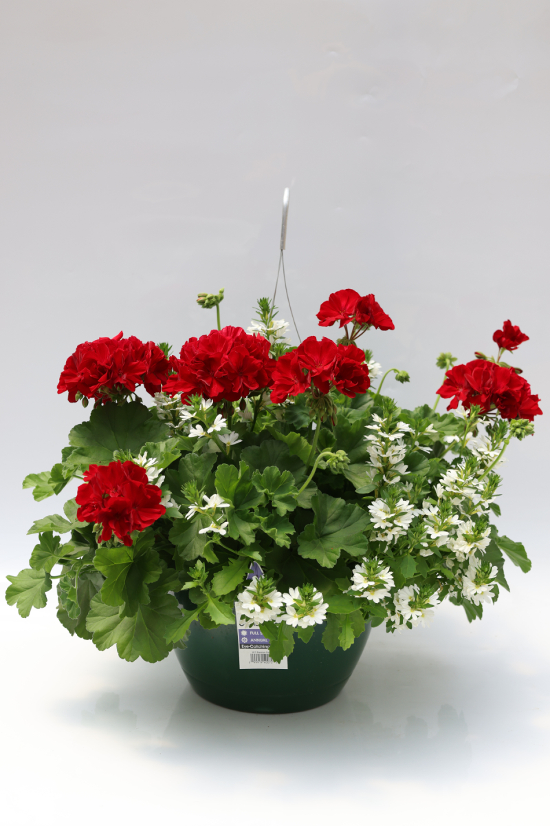 4665-GerSca_H11-Prem-Combo-2205_1