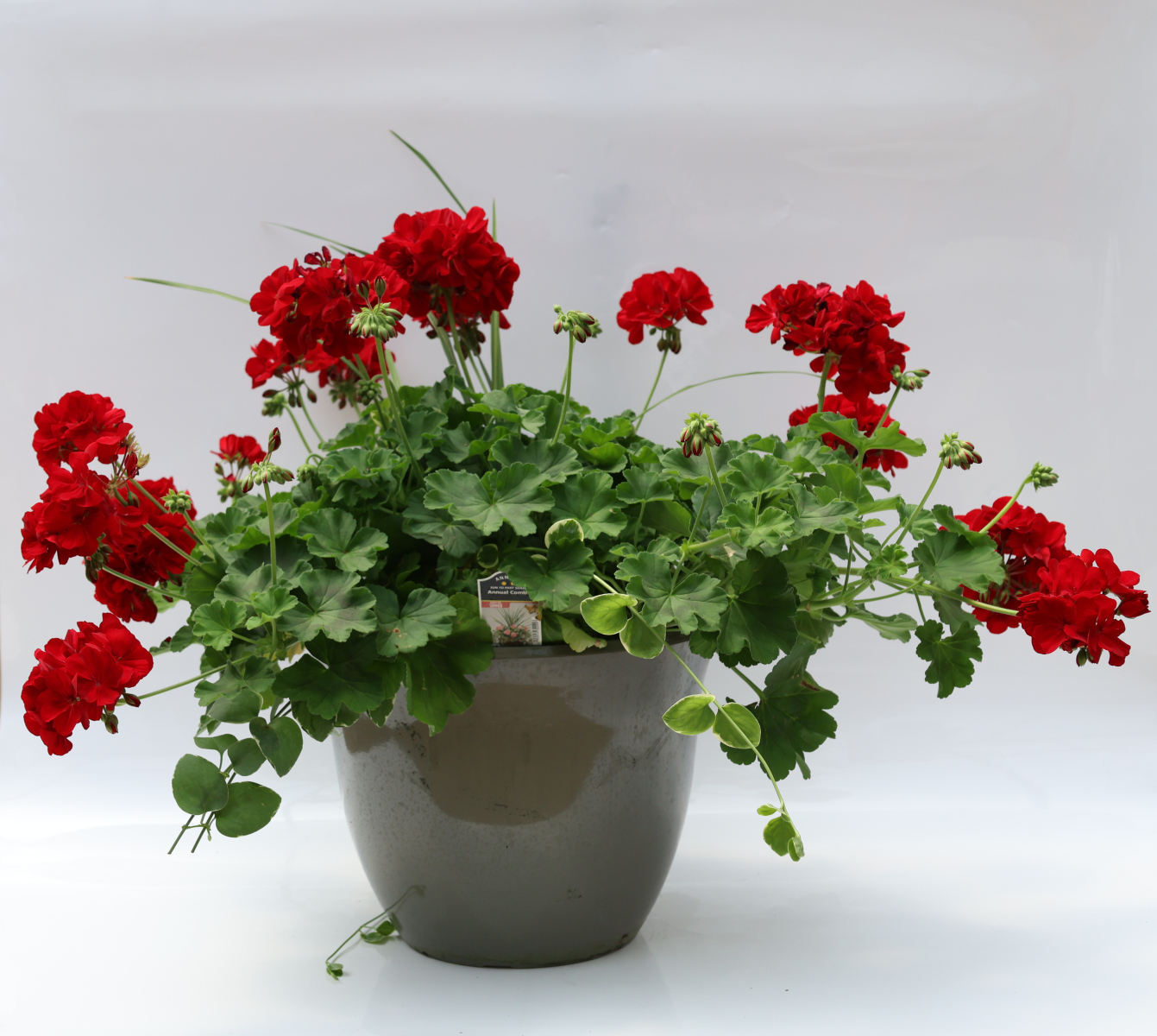 550-DraGerVinca-Vine_COM125162_3701_550_2