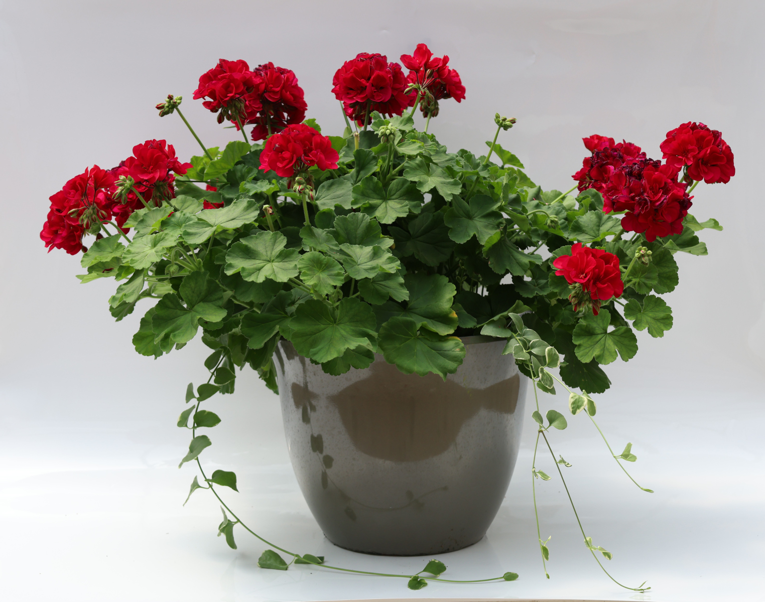 647-DraGerVinca-Vine_COM125163_3701_647_3