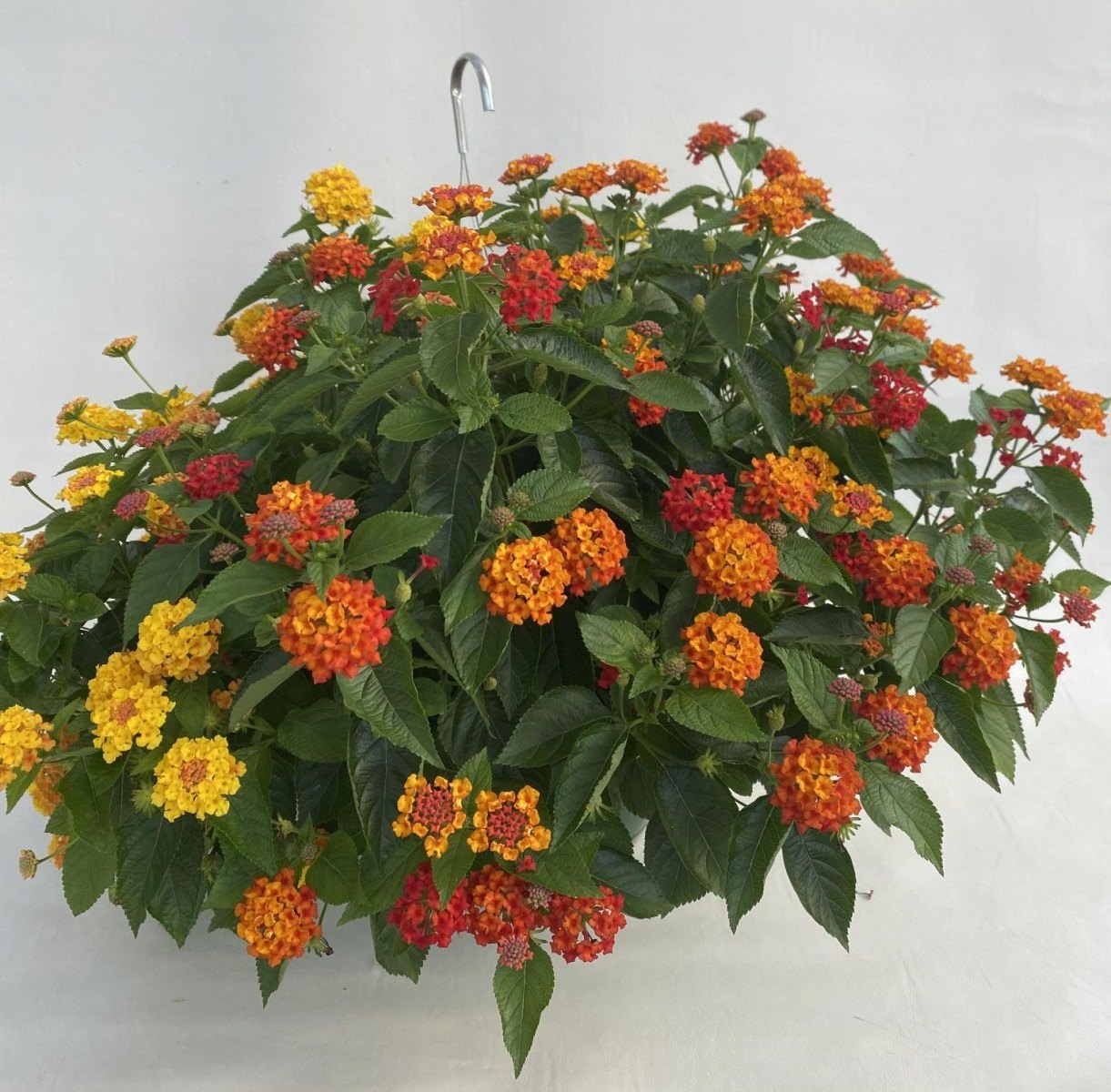 H11-Combo-5749-Mix-Lan-Mango-Pineapple-Red-Chili