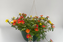11371- Mix-Portulaca Pink/Ora/Yel