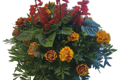 12180-Marigold-Salvia