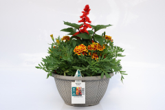 12180-MarigoldSalvia_COMFAL165_3195_12180_2