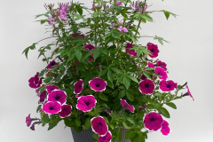 12685 Cleome/Petunia/Plectranthus