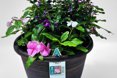 2-10.5-Angelonia-Vinca