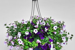 2-Do-You-Lilac-It