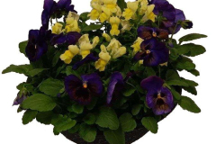 2805-Snap-Pansy