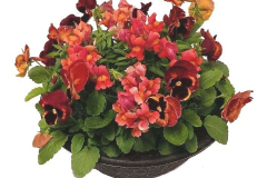 2807-Snap-Pansy
