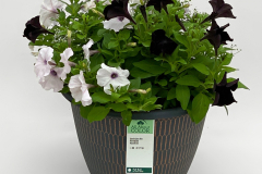 7118 Euphorbia/Petunia/Petunia Sun