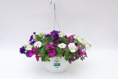 3252-Mix-Pet-EW-BlueVioWhite_PEWMIX134_2206_2