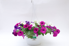 3252-Mix-Pet-EW-BlueVioWhite_PEWMIX134_2206_3252_3