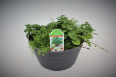 3406-Herbs-for-Tea-1024x683-1