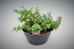 3410-Herbs-Italian-Taste-1024x683-1