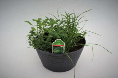3413-Herbs-for-Everyday-Use-1024x683-1
