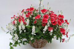 3564-DiaIvyPet_COM100890_225A_3564_3