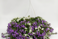 400- Mix-Bac Blue/White