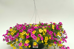 442-Mix-Cal Pink/Yellow