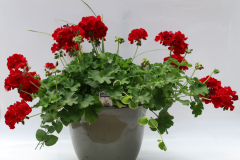 550-DraGerVinca-Vine_COM125162_3701_550_2