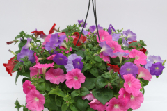 5891-Mix-Pet-E3-Pink-CosSky-Blue-Red_PEWMIX135_2109_5891_3