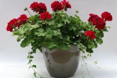 647-DraGerVinca-Vine_COM125163_3701_647_3