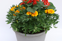 #725-Marigold Salvia