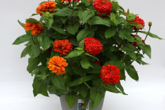 7371-Mix-Zin-Mag-OranRedYel 7371-Mix-Zin-Mag-OranRedYel