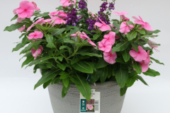804-AngVinca_COM100300_3270_804_3