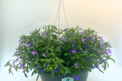 8238- Mic-Lobelia Blue/Lilac