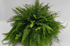 Boston-Fern