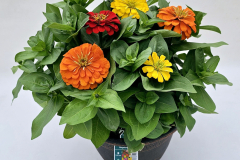 D10.5-7371-Mix-Zin-Mag-OranRedYel