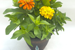 D10.5-7371-Mix-Zin-Mag-Orange-Red-Yelljpg