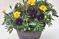 D10.5-classical-planter-2114