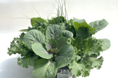D12-ColorBwl-9940-Cabbage-Kale-Juncus