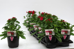 Dianthus-Dart-Raspberry Dianthus-Dart-Raspberry