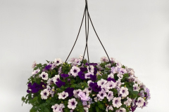 Do-You-Lilac-It