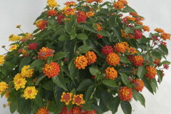 H11-Combo-5749-Mix-Lan-Mango-Pineapple-Red-Chili