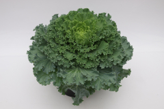 Kale-Nagoya-White Kale-Nagoya-White