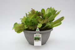 Lettuce-SimplySalad-Alfresco-Mix Lettuce-SimplySalad-Alfresco-Mix