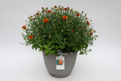 Mum-Beverly-Orange Mum-Beverly-Orange