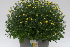 Mum-Chelsey-Yellow Mum-Chelsey-Yellow