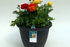 RANUNCULUS-MIX-EDIT