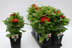 Zinnia-Magellan-Scarlet Zinnia-Magellan-Scarlet