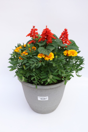 #725-Marigold/Salvia