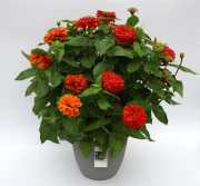 7371-Mix-Zin-Mag-OranRedYel